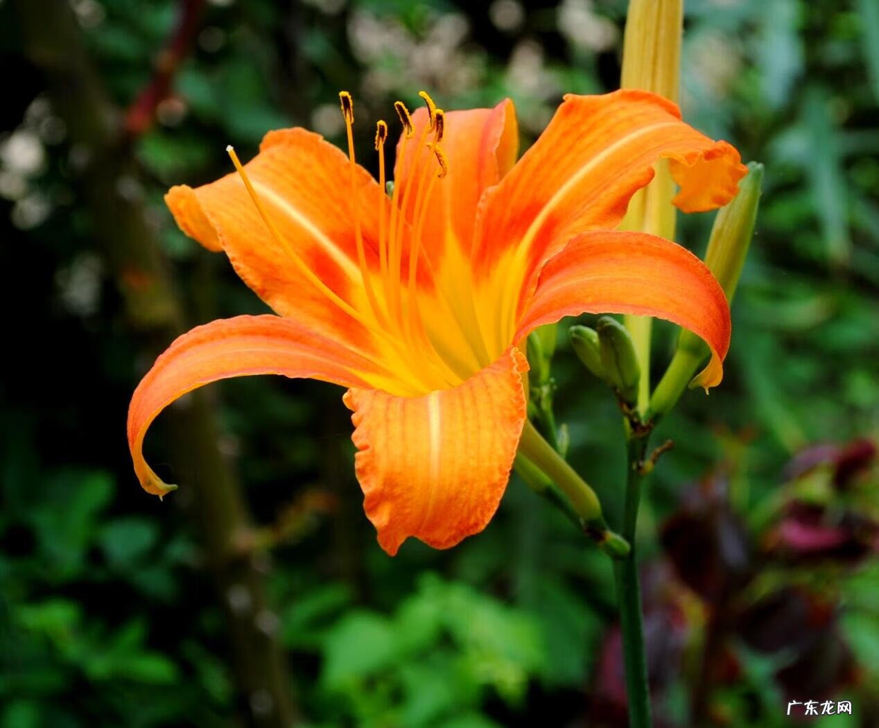 树木的风水作用和讲究(上 园林植物风水)