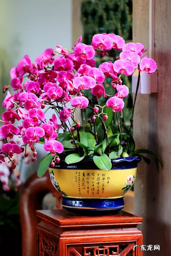 树木的风水作用和讲究(上 园林植物风水)