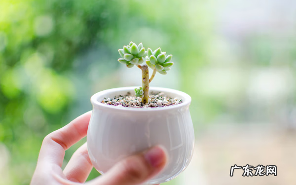 树木的风水作用和讲究(上 园林植物风水)