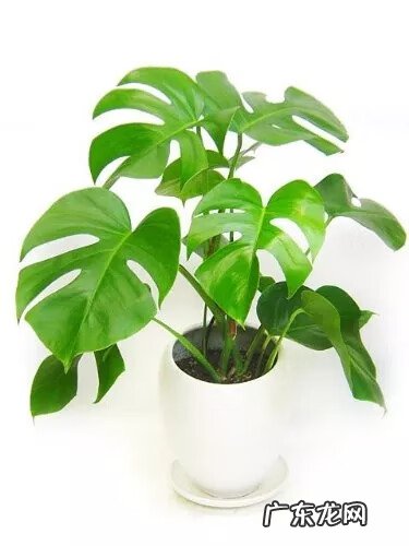 树木的风水作用和讲究(上 园林植物风水)