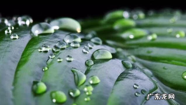 树木的风水作用和讲究(上 园林植物风水)