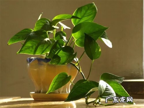 树木的风水作用和讲究(上 园林植物风水)