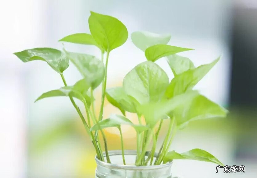 树木的风水作用和讲究(上 园林植物风水)