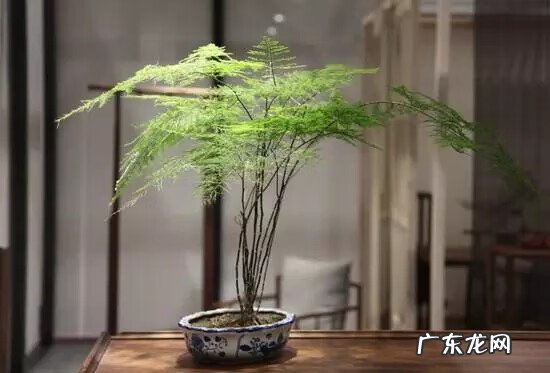 树木的风水作用和讲究(上 园林植物风水)