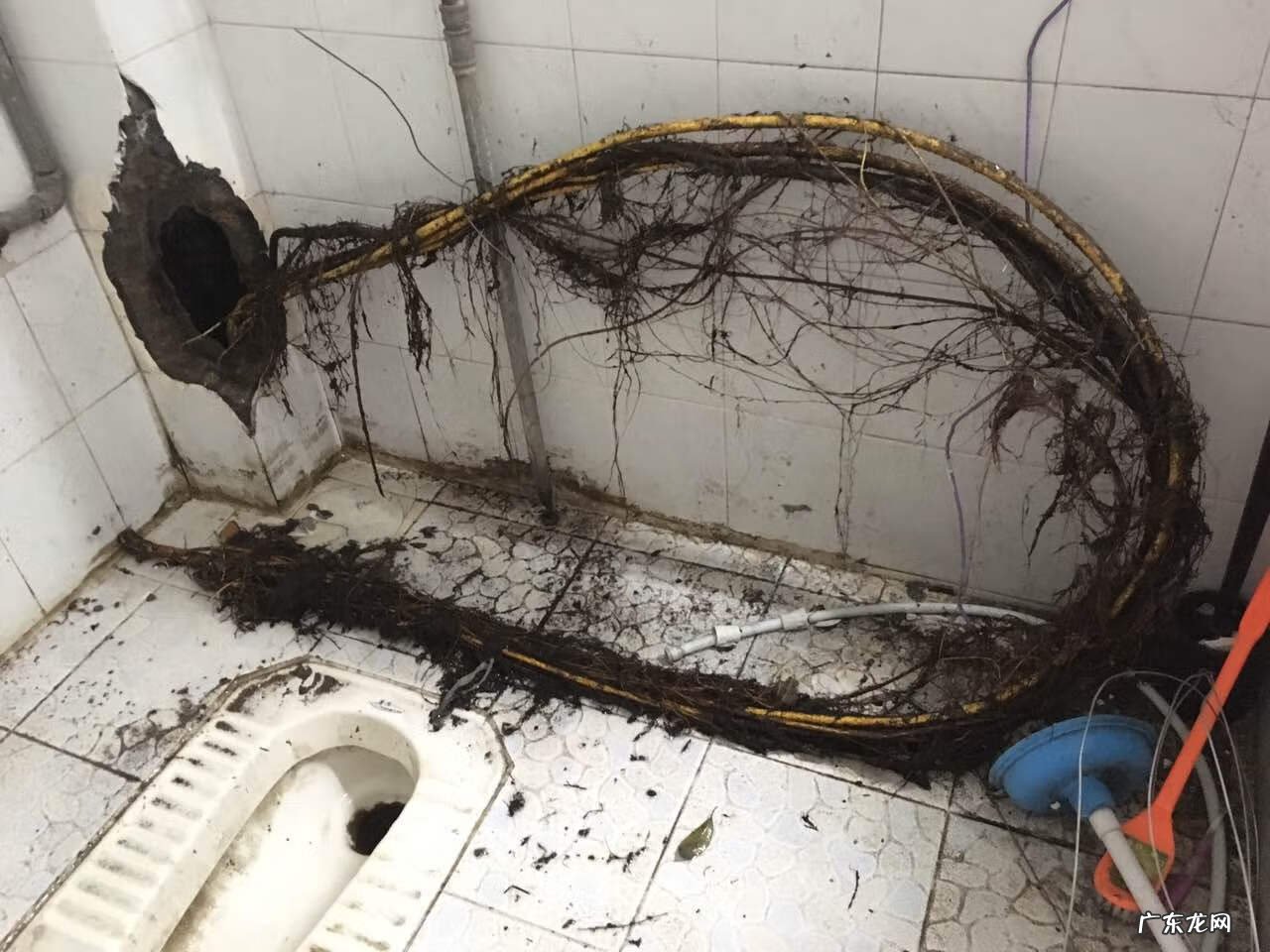 下水管被树根堵了怎么办 树根把厕所堵了怎么办