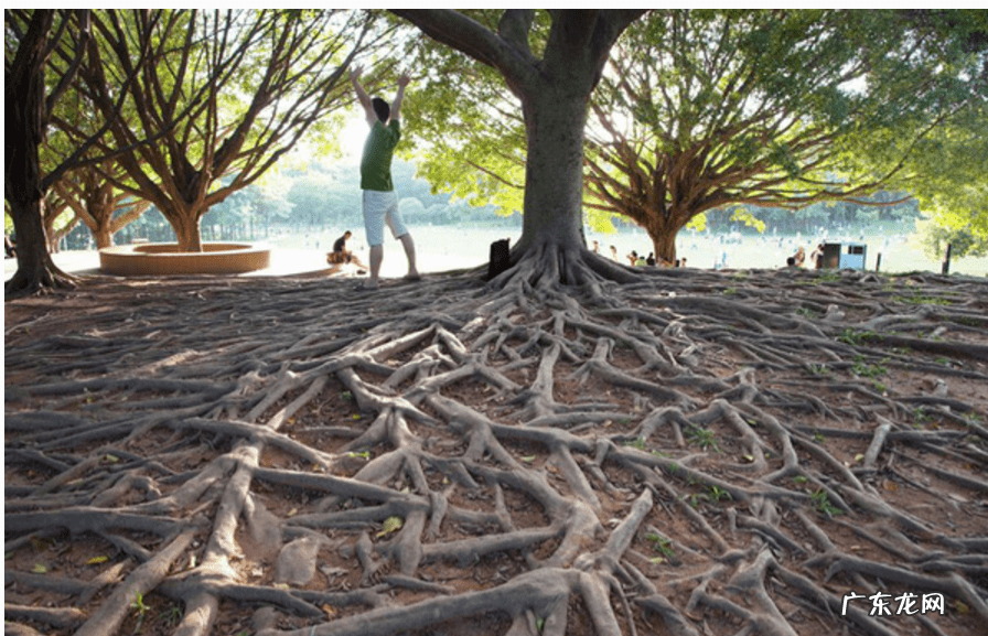 下水管被树根堵了怎么办 树根把厕所堵了怎么办
