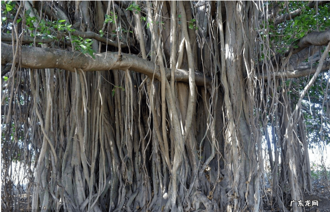 下水管被树根堵了怎么办 树根把厕所堵了怎么办