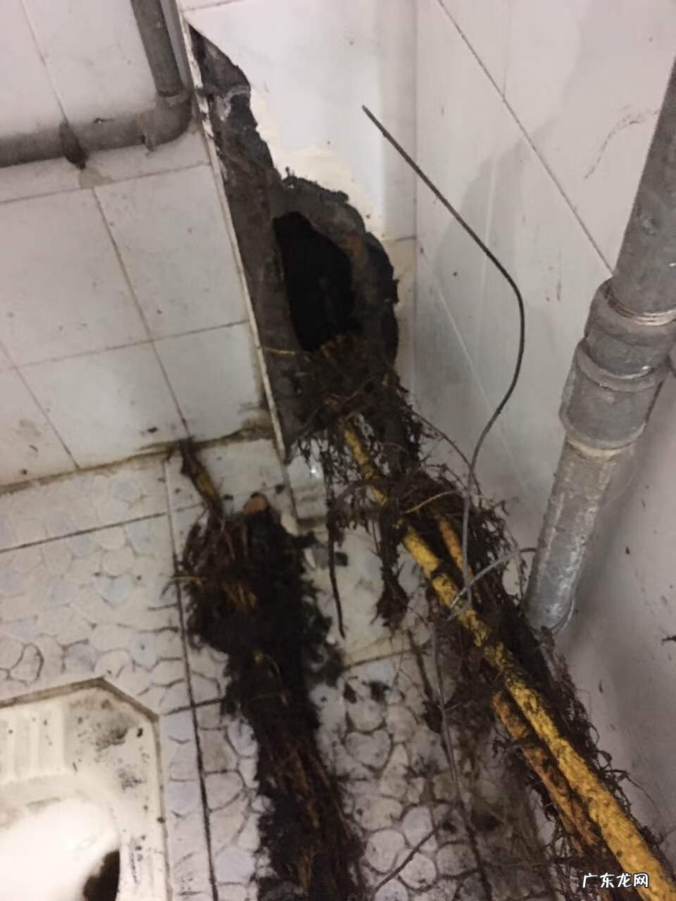 下水管被树根堵了怎么办 树根把厕所堵了怎么办