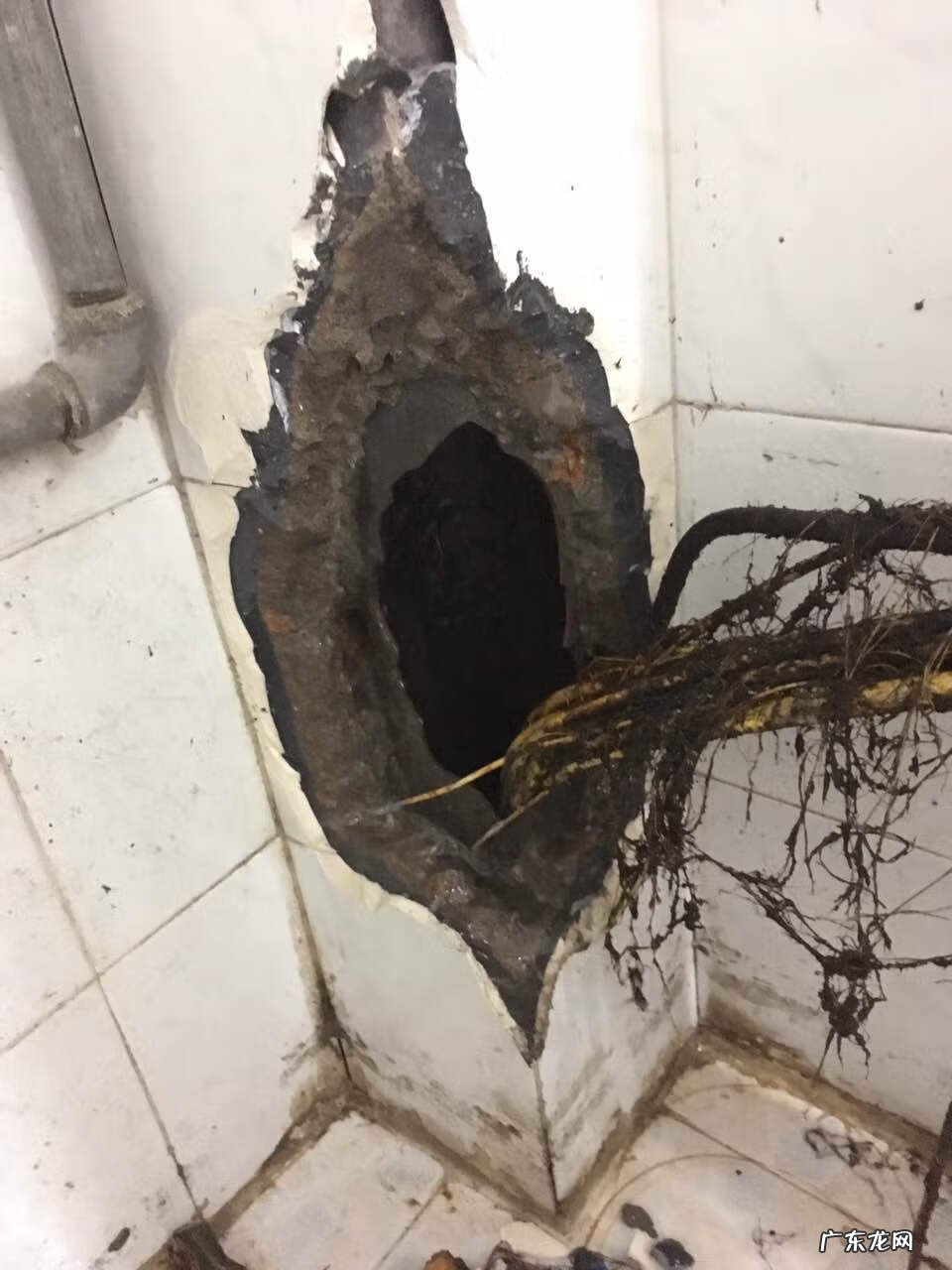 下水管被树根堵了怎么办 树根把厕所堵了怎么办