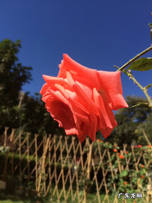 门口月季花风水 藤本月季风水上有什么说法