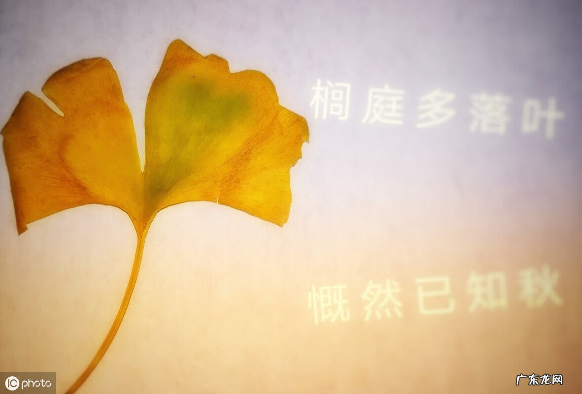 宫腹腔镜是什么意思 宫腹腔镜联合术