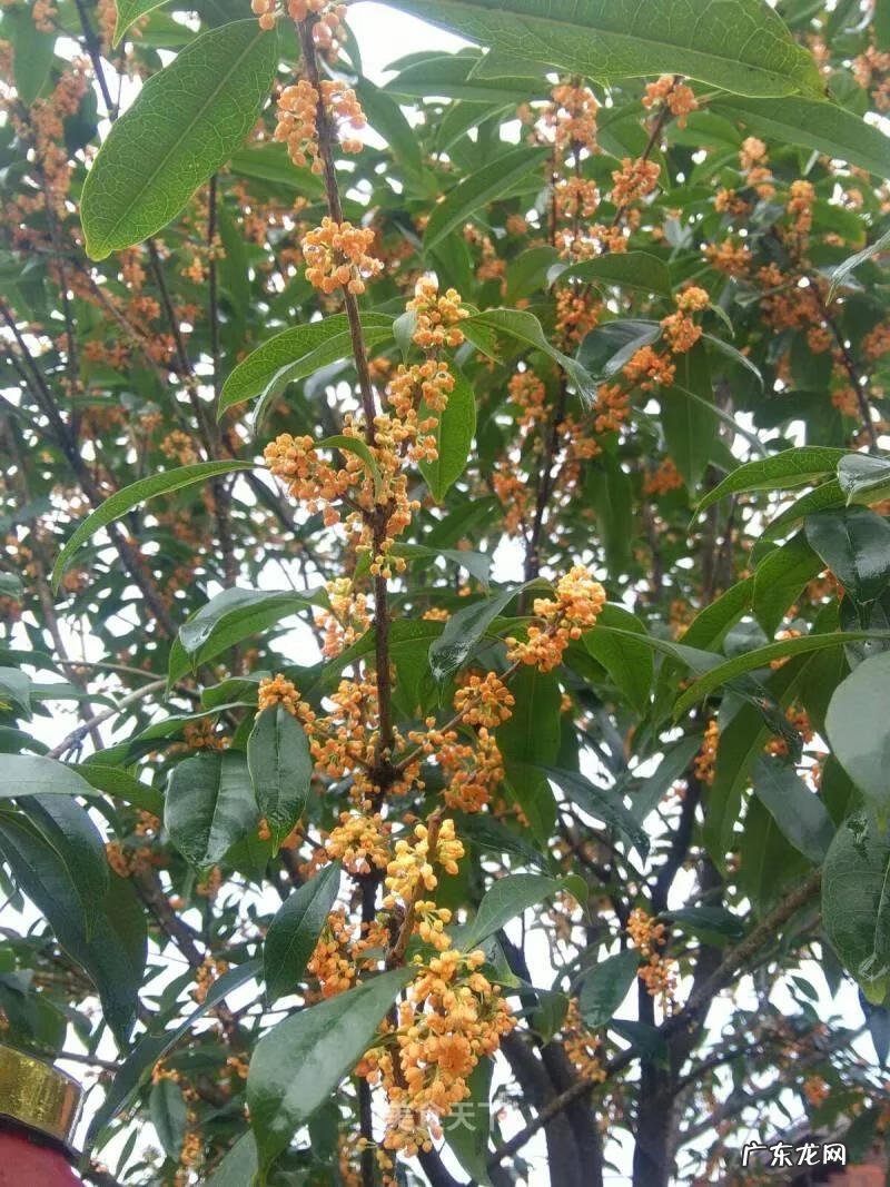 房后有松树风水好不好 屋后种松树风水好不好