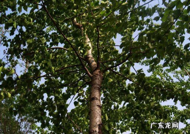 房后有松树风水好不好 屋后种松树风水好不好