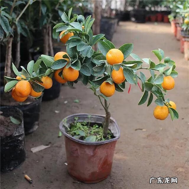 房后有松树风水好不好 屋后种松树风水好不好