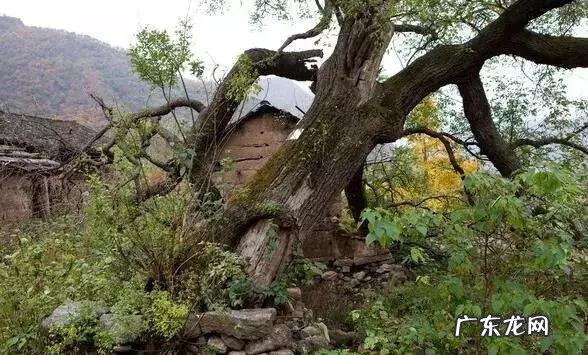 房后有松树风水好不好 屋后种松树风水好不好