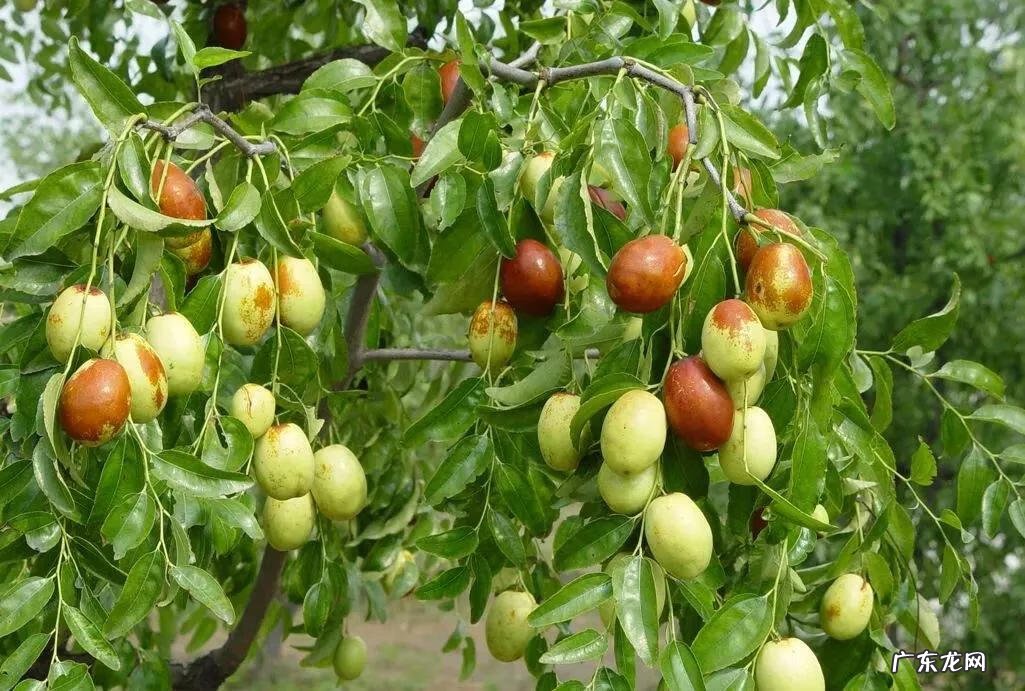房后有松树风水好不好 屋后种松树风水好不好