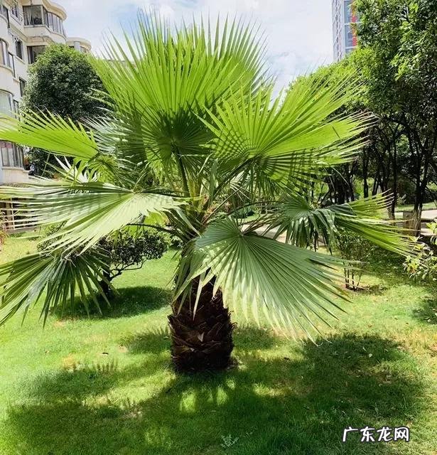 房后有松树风水好不好 屋后种松树风水好不好