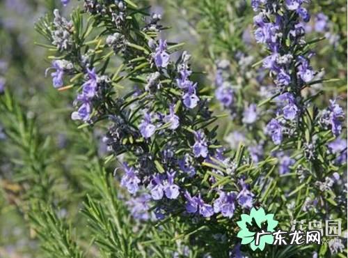 迷迭香的好处和坏处 迷迭香的功效与作用及图片