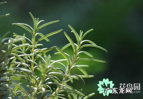 迷迭香的好处和坏处 迷迭香的功效与作用及图片