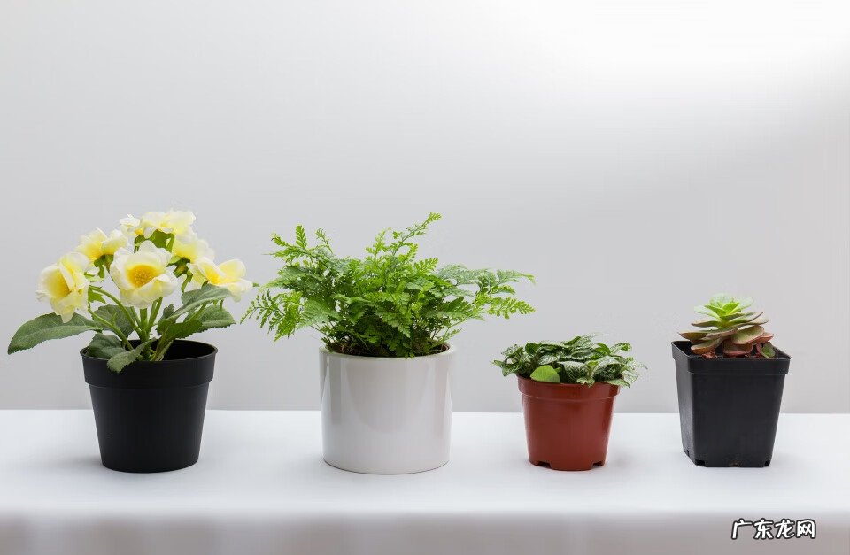 最旺风水植物 绿色植物风水讲究