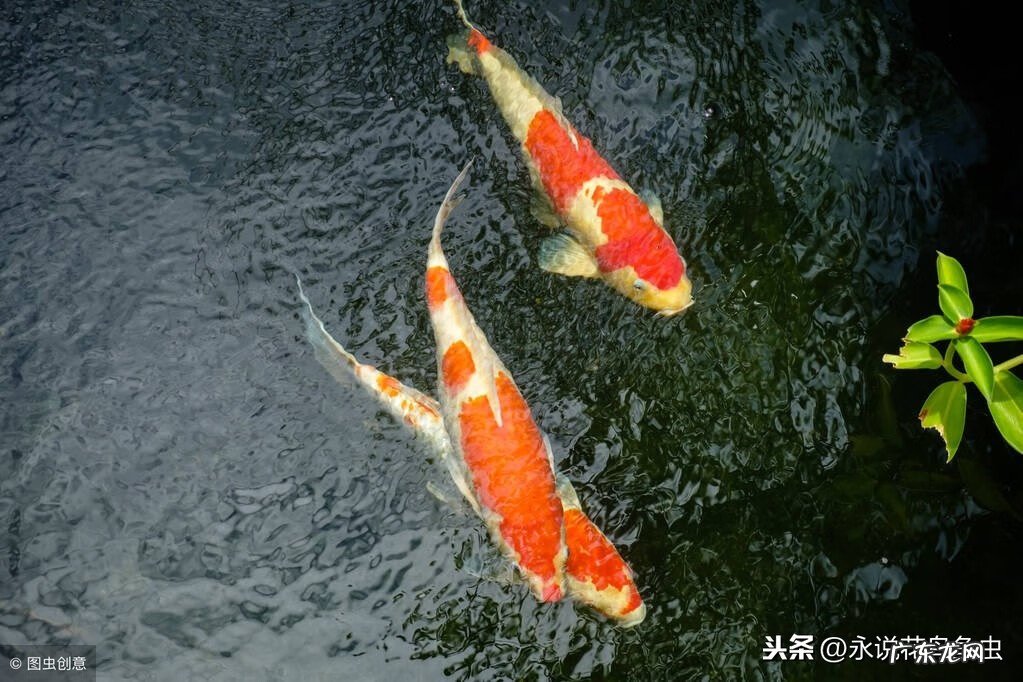 六条锦鲤怎么搭配颜色 九条锦鲤风水颜色搭配