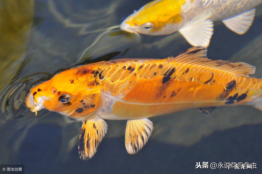 六条锦鲤怎么搭配颜色 九条锦鲤风水颜色搭配