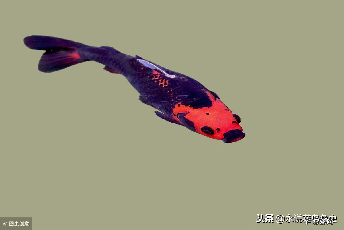 六条锦鲤怎么搭配颜色 九条锦鲤风水颜色搭配