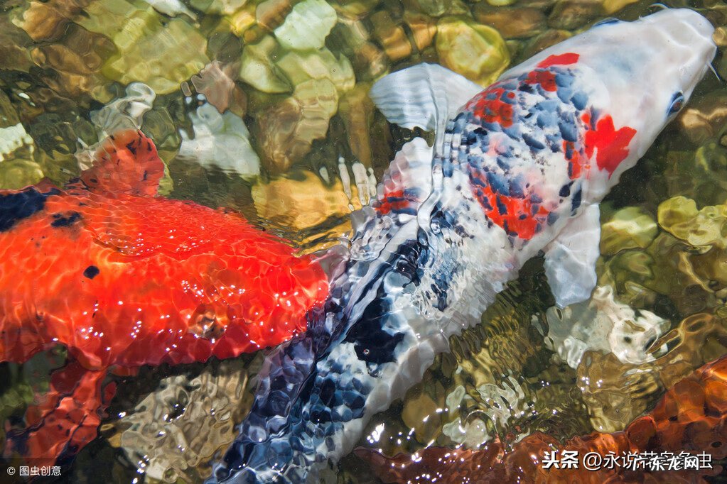 六条锦鲤怎么搭配颜色 九条锦鲤风水颜色搭配