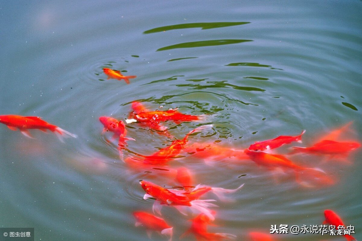 六条锦鲤怎么搭配颜色 九条锦鲤风水颜色搭配