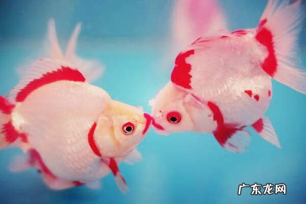 家里养金鱼养单数还是双数好 金鱼养双数好还是单数好