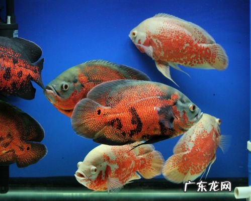 家里养金鱼养单数还是双数好 金鱼养双数好还是单数好