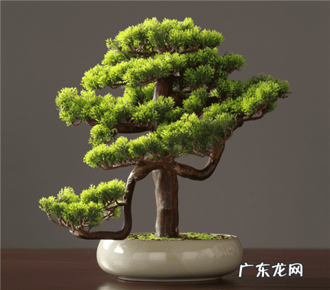 家门口种罗汉松风水好吗 家里种罗汉松好不好风水