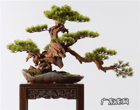 家门口种罗汉松风水好吗 家里种罗汉松好不好风水