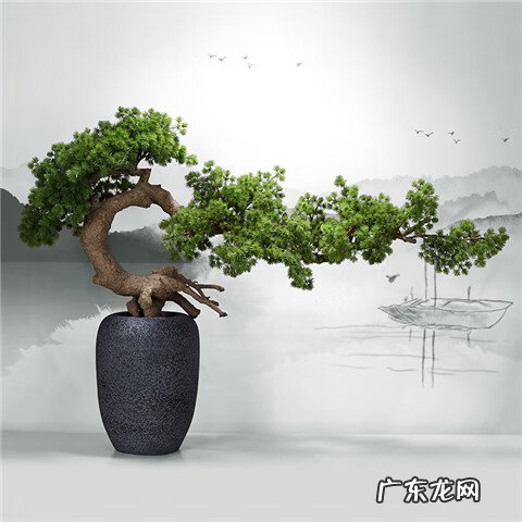 家门口种罗汉松风水好吗 家里种罗汉松好不好风水