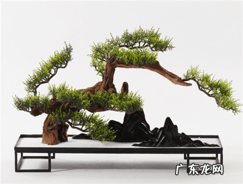 家门口种罗汉松风水好吗 家里种罗汉松好不好风水