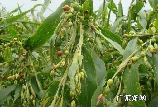 薏仁有什么作用 薏仁的功效和作用