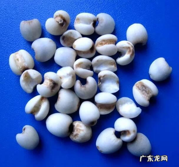 薏仁有什么作用 薏仁的功效和作用