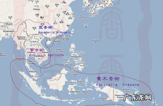 各种沉香图片大全 沉香树风水作用