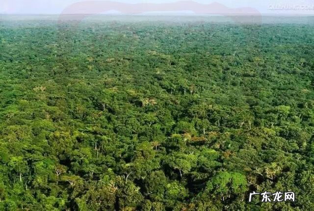 各种沉香图片大全 沉香树风水作用