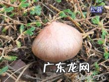 松蘑菇 松蘑菌