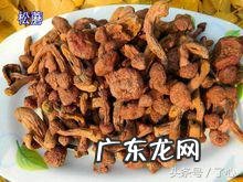 松蘑菇 松蘑菌