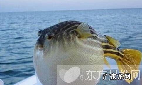 河豚毒素在哪个部位 河豚毒素是一种什么毒