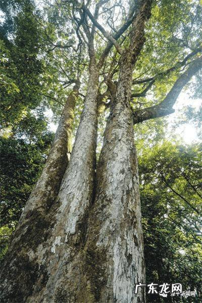隔墙如隔山对风水上怎么说 隔山风水最好的村