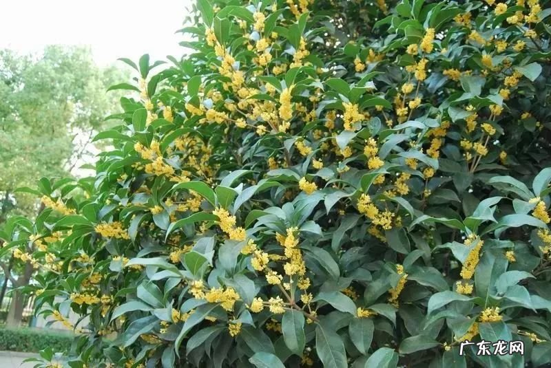 家里养大岩桐风水学禁忌 大岩桐花的风水寓意