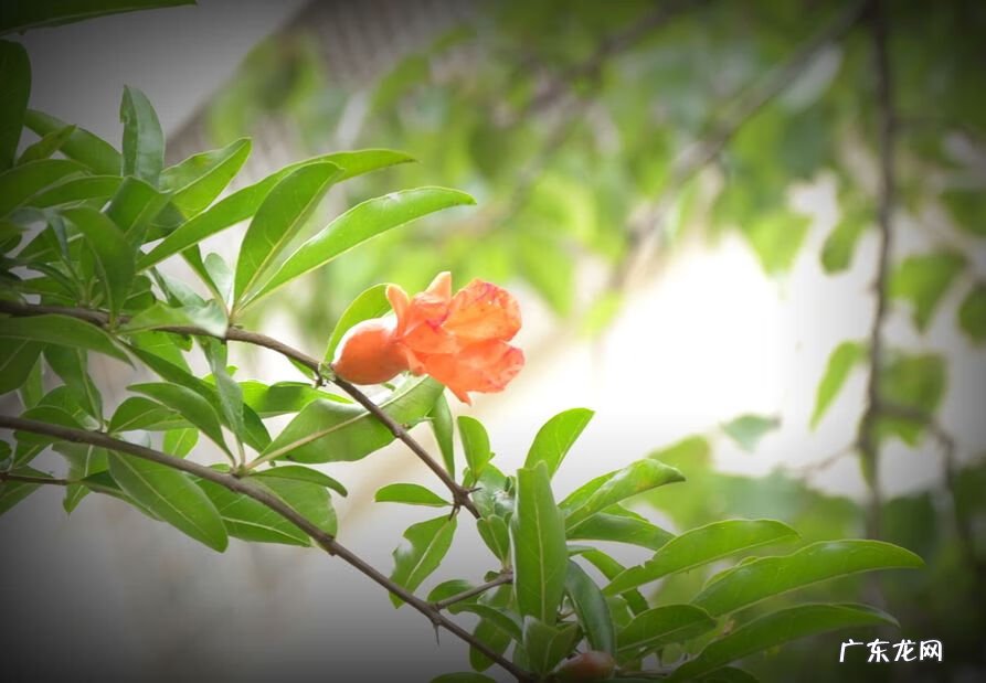 家里养大岩桐风水学禁忌 大岩桐花的风水寓意