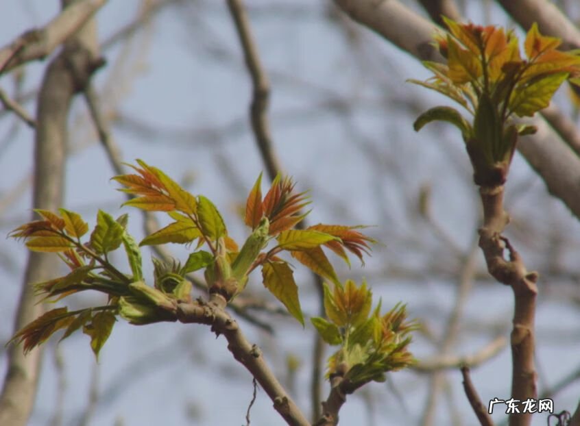 家里养大岩桐风水学禁忌 大岩桐花的风水寓意