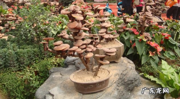 家里养大岩桐风水学禁忌 大岩桐花的风水寓意