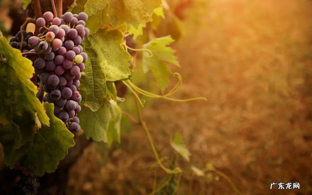 家里养大岩桐风水学禁忌 大岩桐花的风水寓意