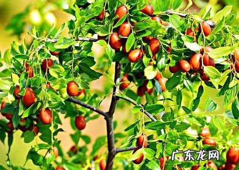 家里养大岩桐风水学禁忌 大岩桐花的风水寓意