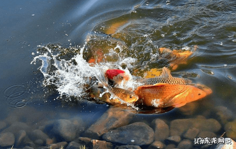 哪些鱼属于风水鱼 什么鱼属于风水鱼
